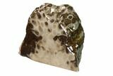 Free-Standing, Petoskey Stone (Fossil Coral) Section - Michigan #160265-1